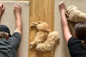 QT Melbourne launches yoga with puppies for corporate groups