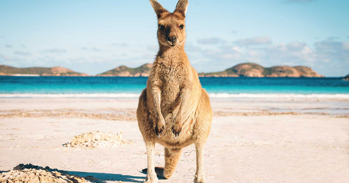Aus Roo New report shows Australian visitor economy still in recovery mode ...