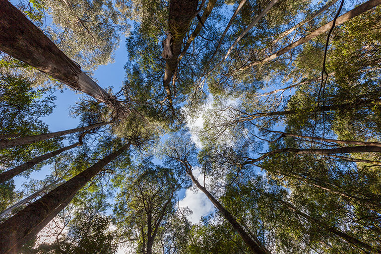 Qantas invests in carbon fund