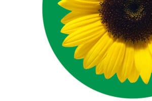 Think Business Events and Hidden Disabilities Sunflower partner up