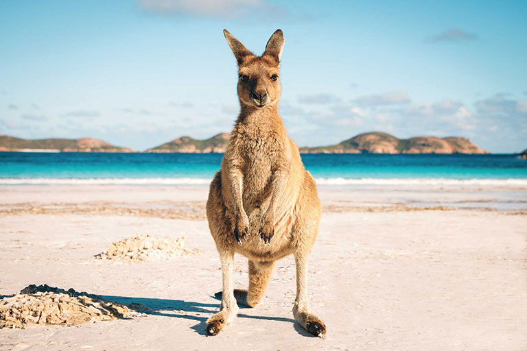 Australia’s international visitor recovery stagnates