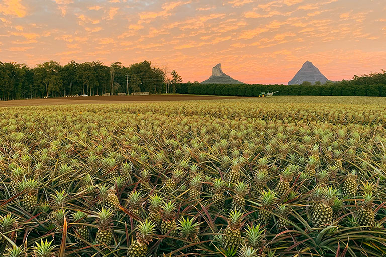 The Sunshine Coast: Australia’s fast-growing business events destination that isn’t compromising its natural wonder