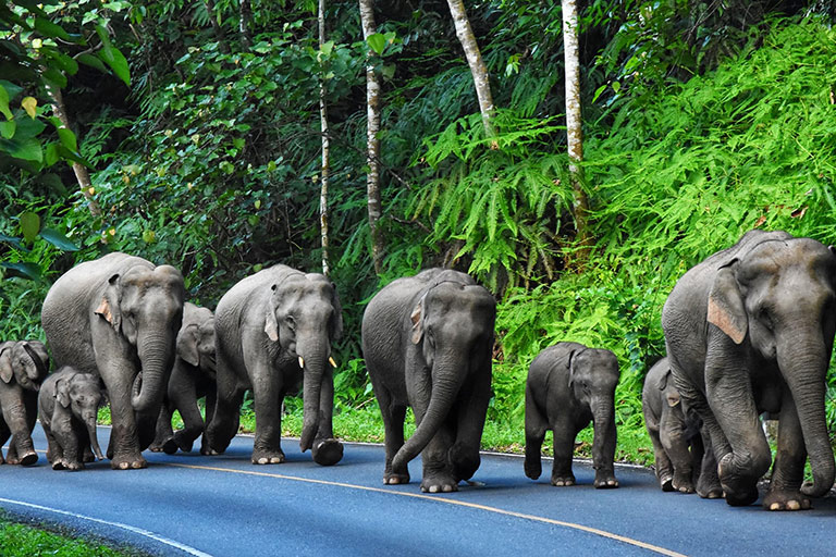 Khao Yai and Udon Thani draw interest to Northeast Thailand